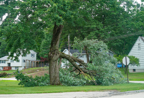 Best Residential Tree Removal  in Amesti, CA